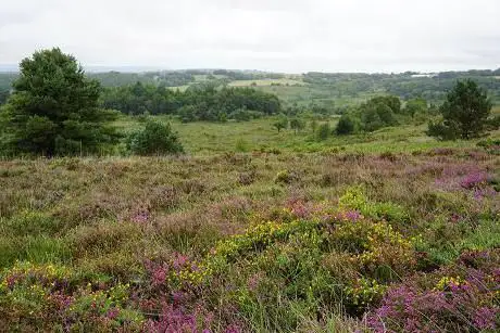 Photo of RSPB Aylesbeare Common