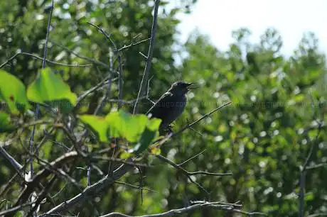 Photo de Mass Audubon's Allens Pond Wildlife Sanctuary