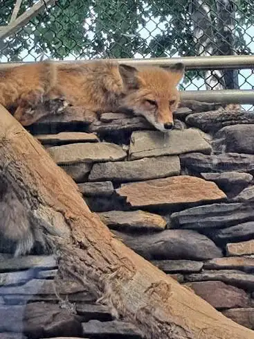 Photo de Holtsville animal park