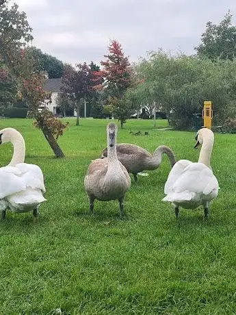Naas Lakes