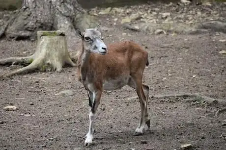 Photo de Malá Chuchle zoo