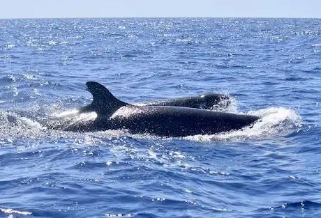 Photo de Whale Watch Tenerife