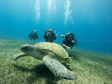 Photo de Dive club