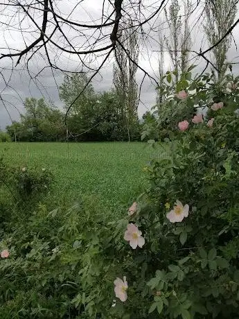 Photo de modikli