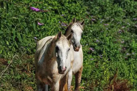 Photo de A.S.D. Ellan - Endurance Stable