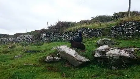 Photo de Dingle Sheepdog Demonstrations