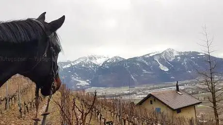Photo de Écurie Du Black Horse