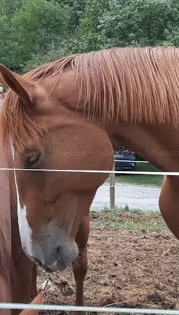 Photo of Les écuries du Montcalm