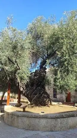 Photo de Anıt Zeytin Ağacı -1350 Yaşında