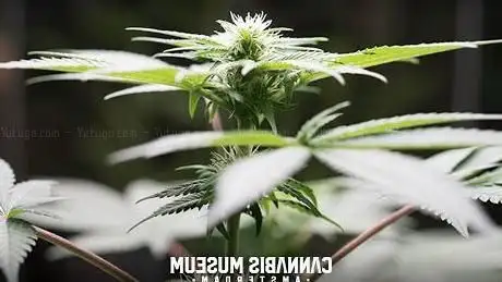 Photo de Cannabis Museum Amsterdam