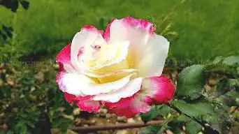 Photo de Musée De La Rose
