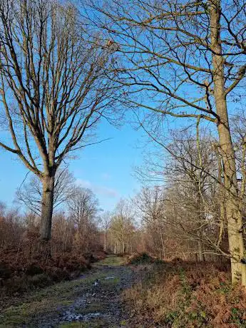 Photo de Wyre Forest - Forestry England