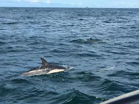 Photo de Baltimore Sea Safari