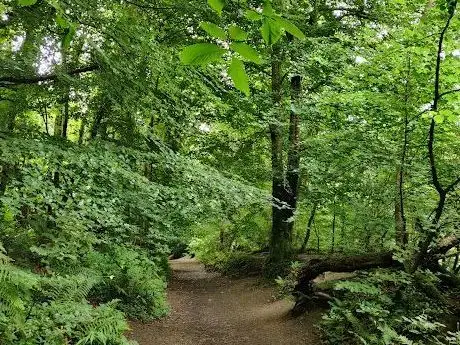 Knocksink Wood