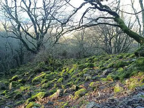 Photo de Bosco della Tassita