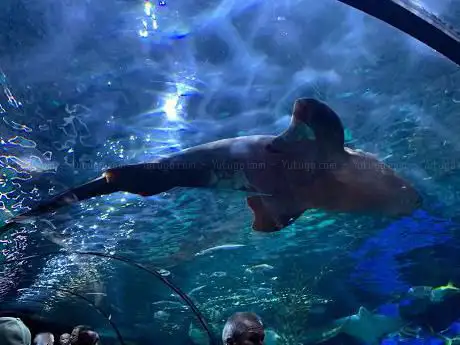 Photo de Acuario