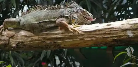 Photo de Exotarium