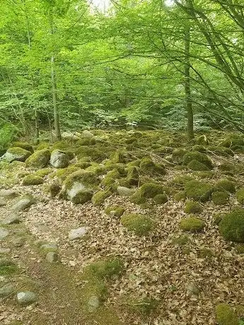 Photo de Listershuvud