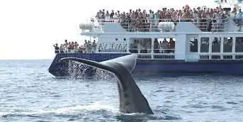 Photo de Nave Va Promenades en Mer Ajaccio