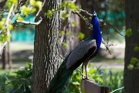 Photo de Jardin des plantes des Capellans