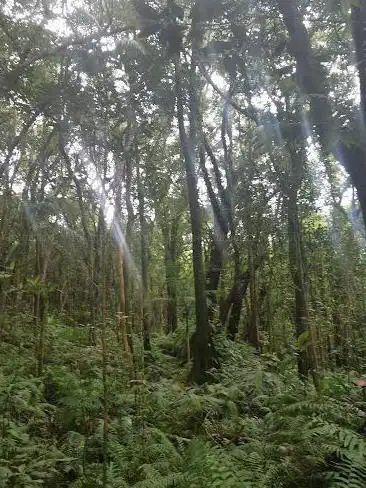 Photo de Forêt de Mare Longue