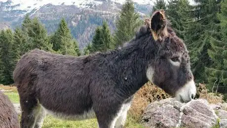 Photo de Passo Zulino