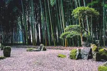 Photo de Les Bambous De Planbuisson Garden