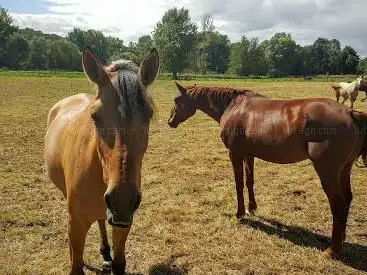 Photo de Les Ecuries de la Renaissance