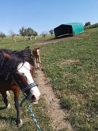 Photo de Hofgut Hippenhof & Reitsport Klatt