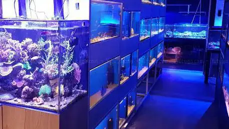 Clearly Aquatics Koi & Aquarium Supplies