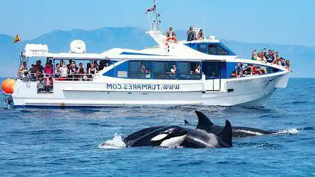 Photo de Turmares Whale Watching in Tarifa