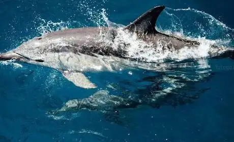 Photo de Boat Rent Tenerife