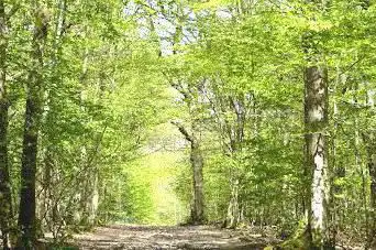 Photo de Ham Street Woods National Nature Reserve