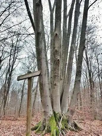 Photo de Zwölf-Apostelbuche