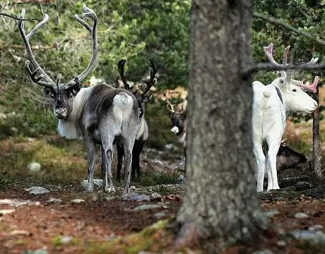 Photo de Reindeer spot point