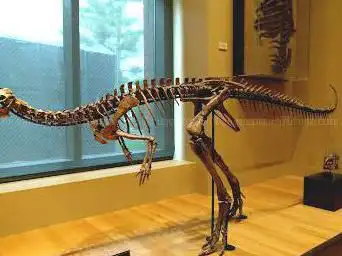 Photo de Beneski Museum of Natural History