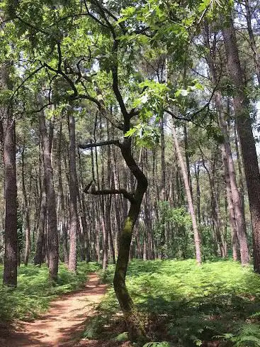Photo de Forêt de Canéjan