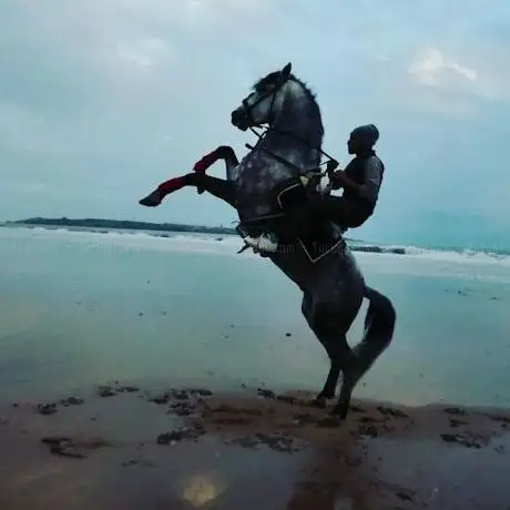 Photo de Essaouira Horse Riding