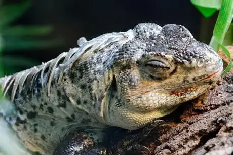 Photo de Reptile House