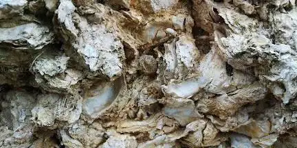 Photo de Huitres Fossiles