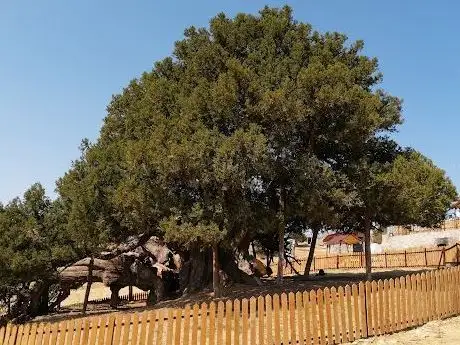Photo de Ağıl Ardıç Tabiat Anıtı (Anıt Ardıç)
