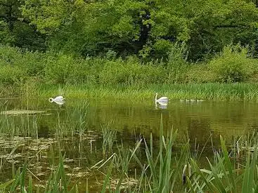 Photo de National Trust - Bookham Commons