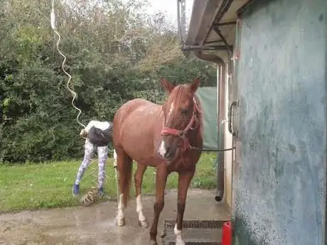 Photo de centro ippico Club Il Cavallo