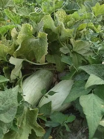 Photo de Kuruçay