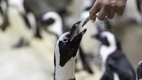 Photo of Océarium du Croisic