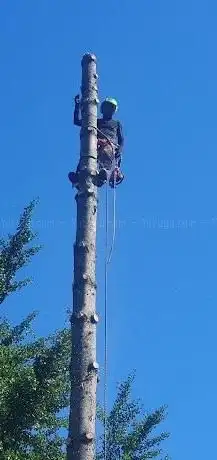 Photo de Baumpflege Staniek GmbH