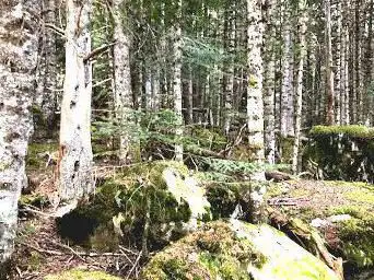Photo de Bosc de Virós