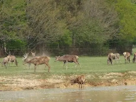 Photo de The Deer Park