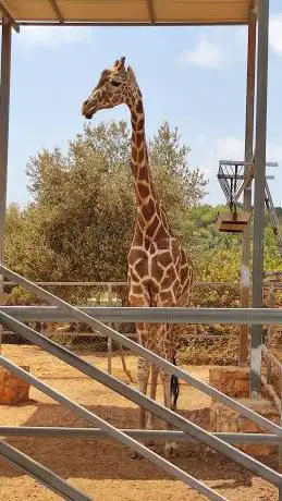 Photo de Ζωολογικός Κήπος Πάφου - Pafos Zoo