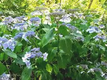 Photo de le jardin st avit st nazaire